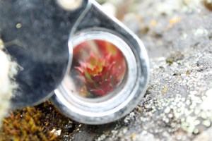 Loupe and Succulent